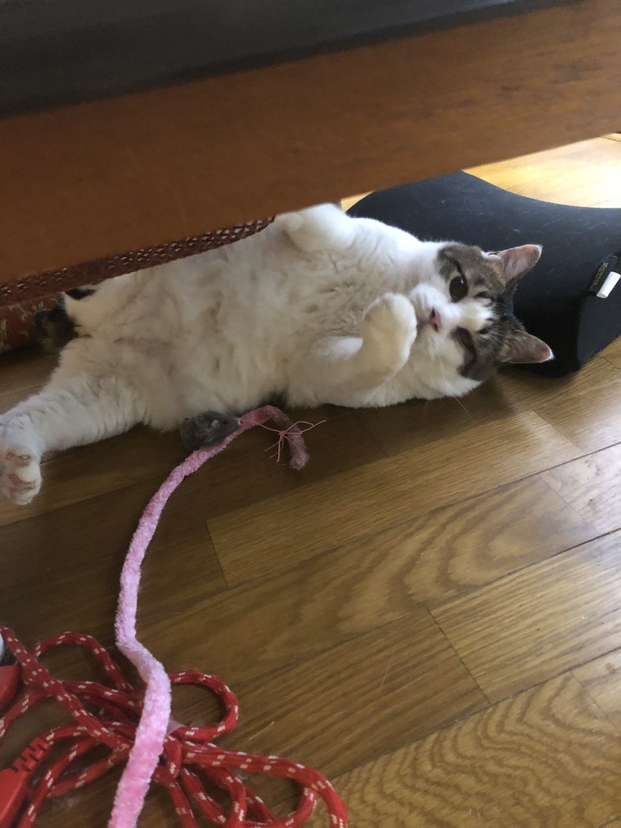 おはようニャン😽 ☔️のスイスイ水曜ニャン😸 ☔️で楽しくないけど🏠でまったり過ごすニャン😽 楽しい1日にしてニャン😽