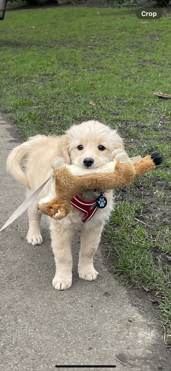 HeysParker's tweet photo. Tabitha is a dream pup.  Growing fast, she is funny, smart, kind and loved so very much 🩷 https://t.co/DYyJwylBqb