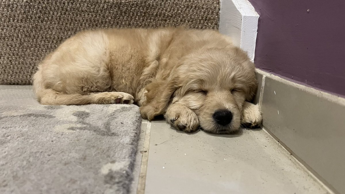 HeysParker's tweet photo. Tabitha is a dream pup.  Growing fast, she is funny, smart, kind and loved so very much 🩷 https://t.co/DYyJwylBqb