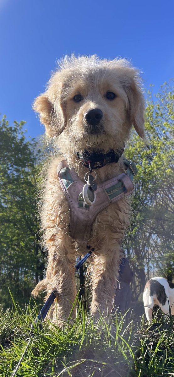 HeysParker's tweet photo. Tabitha is a dream pup.  Growing fast, she is funny, smart, kind and loved so very much 🩷 https://t.co/DYyJwylBqb