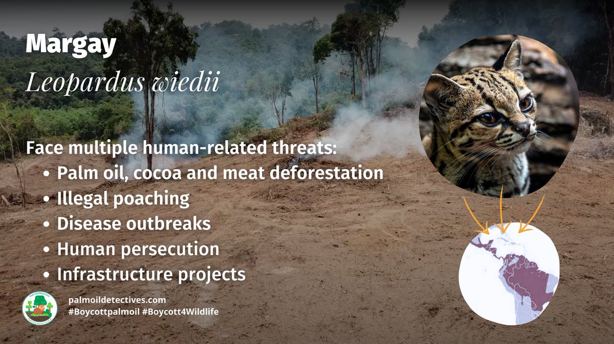 The graceful and beautiful small #wildcat the #margay is now ‘Near Threatened’ by #hunting, #palmoil #soy #meat agriculture in #Mexico #Brazil #Venezuela #CostaRica #Colombia. Help them survive and #Boycottpalmoil #Boycott4Wildlife palmoildetectives.com/2023/11/26/mar… via @palmoildetect