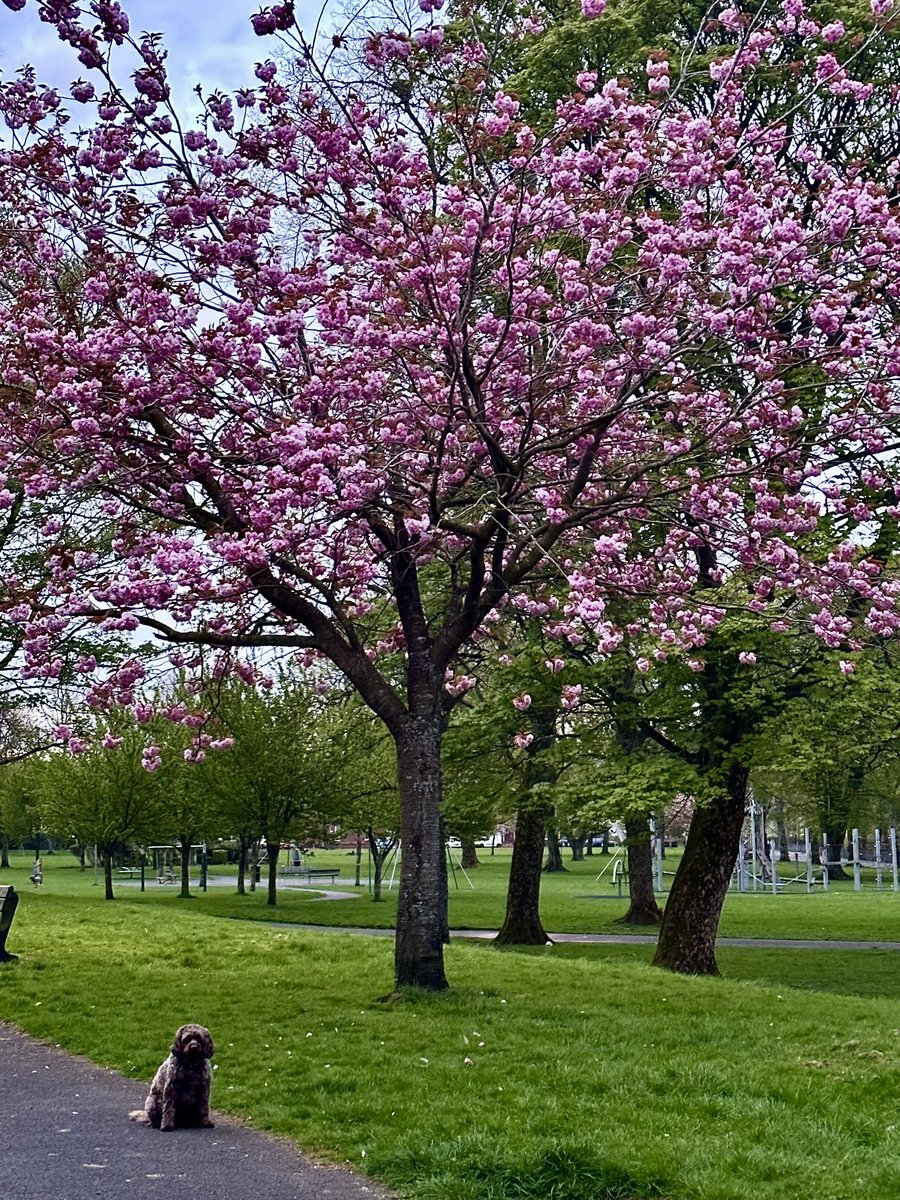 Spring is in the air🌸 🌸 🐾🐾 #cherryblossom #cherryblossoms #Spring2024