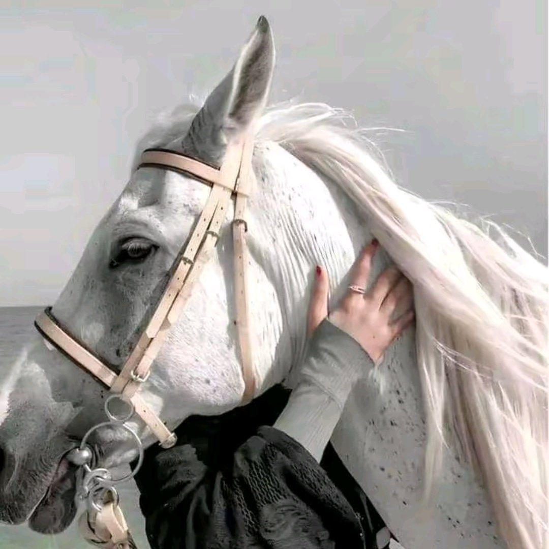 aseel_162's tweet photo. #صورة_ملف_شخصي_جديدة https://t.co/rBS4cAgGgk