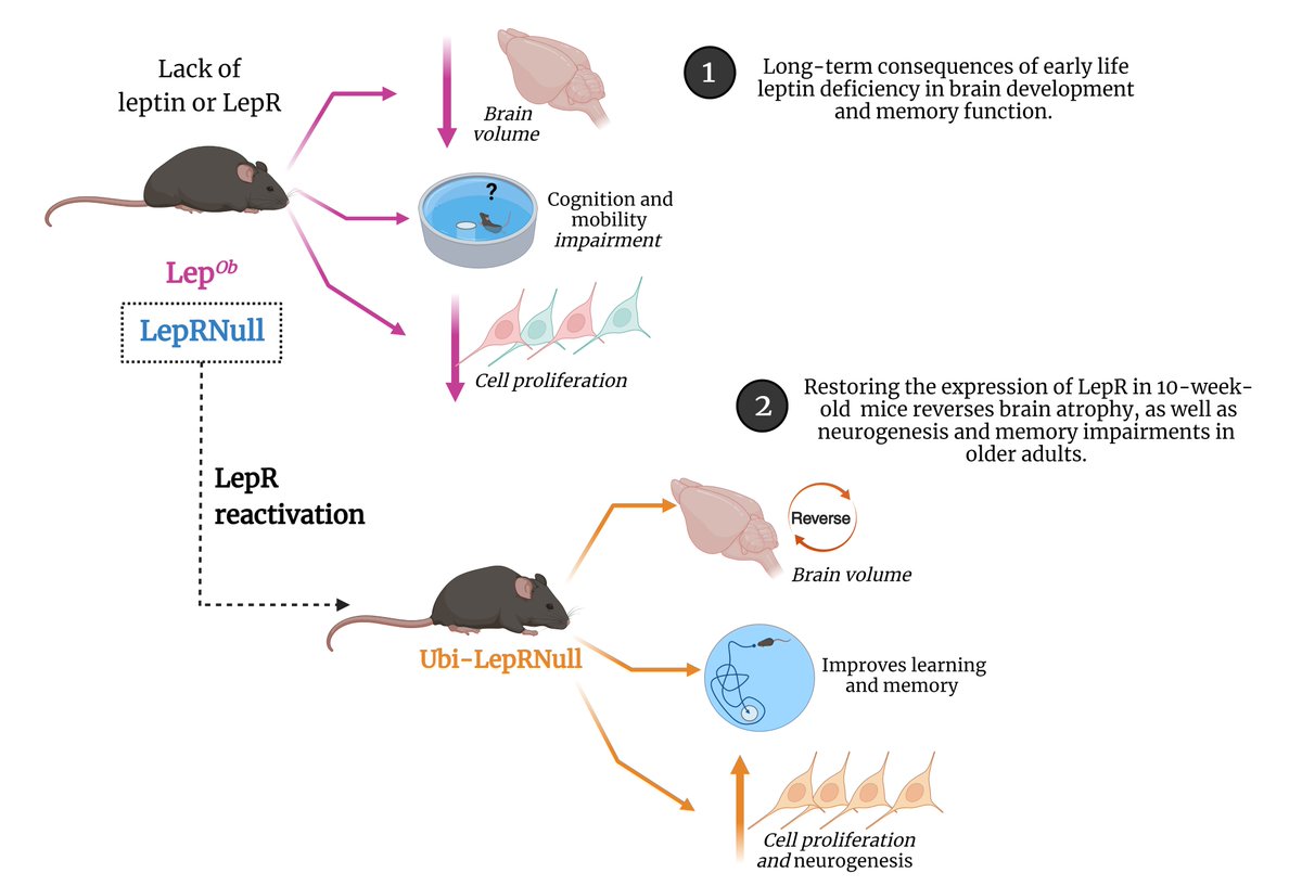 Fernandes et al. report that mice lacking the leptin receptor show reduced brain volume and neurogenesis as well as memory impairments in association with obesity. Restoring leptin receptor expression reversed the impairments in adult animals. tinyurl.com/3sxvwcpa