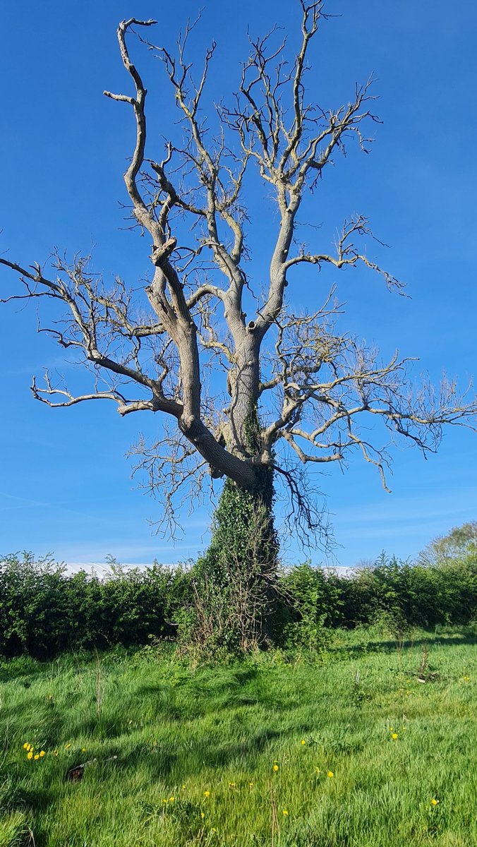 NativeWoodTrust tweet picture