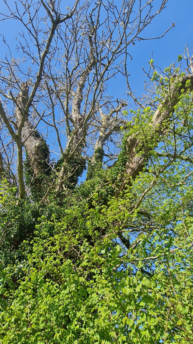 Came across some massive old Ash trees - delighted to see them all flowering and still showing plenty of vigour.