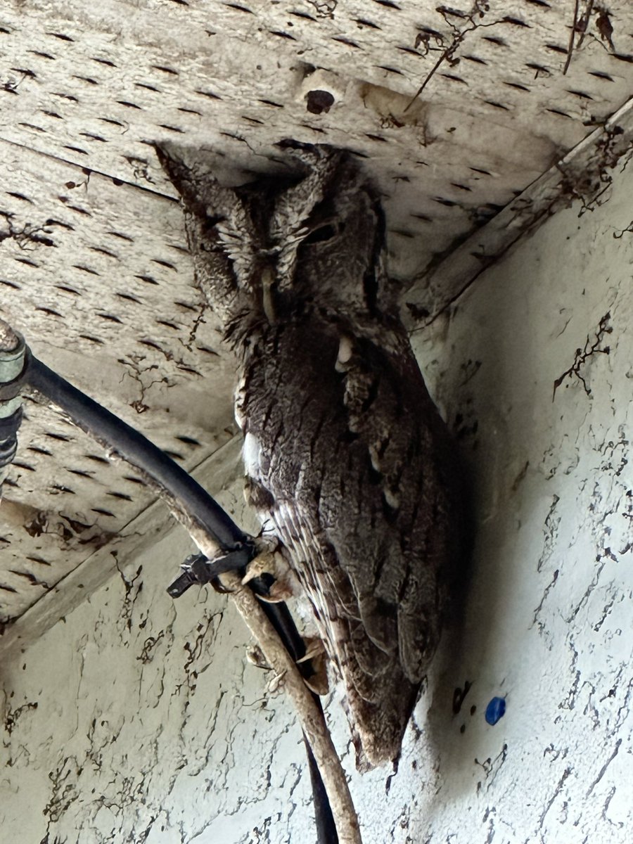 An owl has taken up residency on my house. My neighbor pointed it out to me. We’ve named him Stanley. He’s just a bitty baby. And now that part won’t get cleaned bc I don’t want him disturbed.