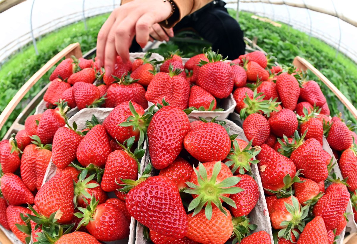 PICKIN' SZN 🍓🧺 | Check out these farms for picking your own strawberries this spring. ➡️ tinyurl.com/yeynwzww