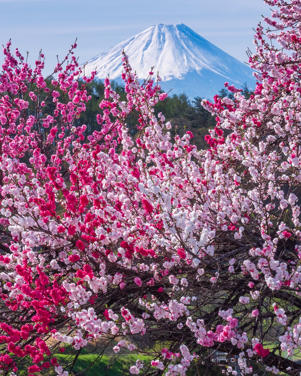 花桃奥の存在感

富士見町にて以前撮影

#富士山 #花桃 #ハナモモ