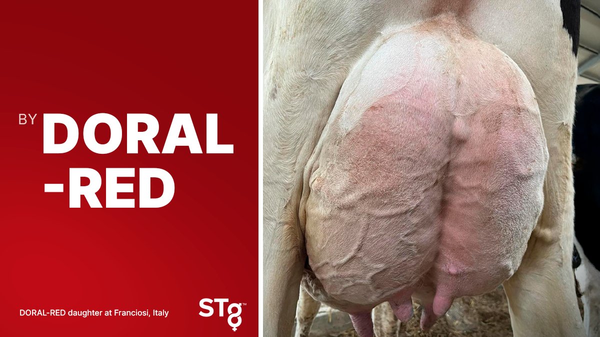 STgenetics's tweet photo. High and wide read udders with great symmetry, that’s DORAL-RED from #STgenetics! #DORALRED is +2.82 PTAT +2.50 UDC +1392 Milk +42 Prot & BB. DORAL-RED is a Proven ALTITUDE-RED son and a #STyleGenetics™ designated sire available in #Ultraplus™. More: https://t.co/BfhNnc2jsx https://t.co/RXOdvXszit