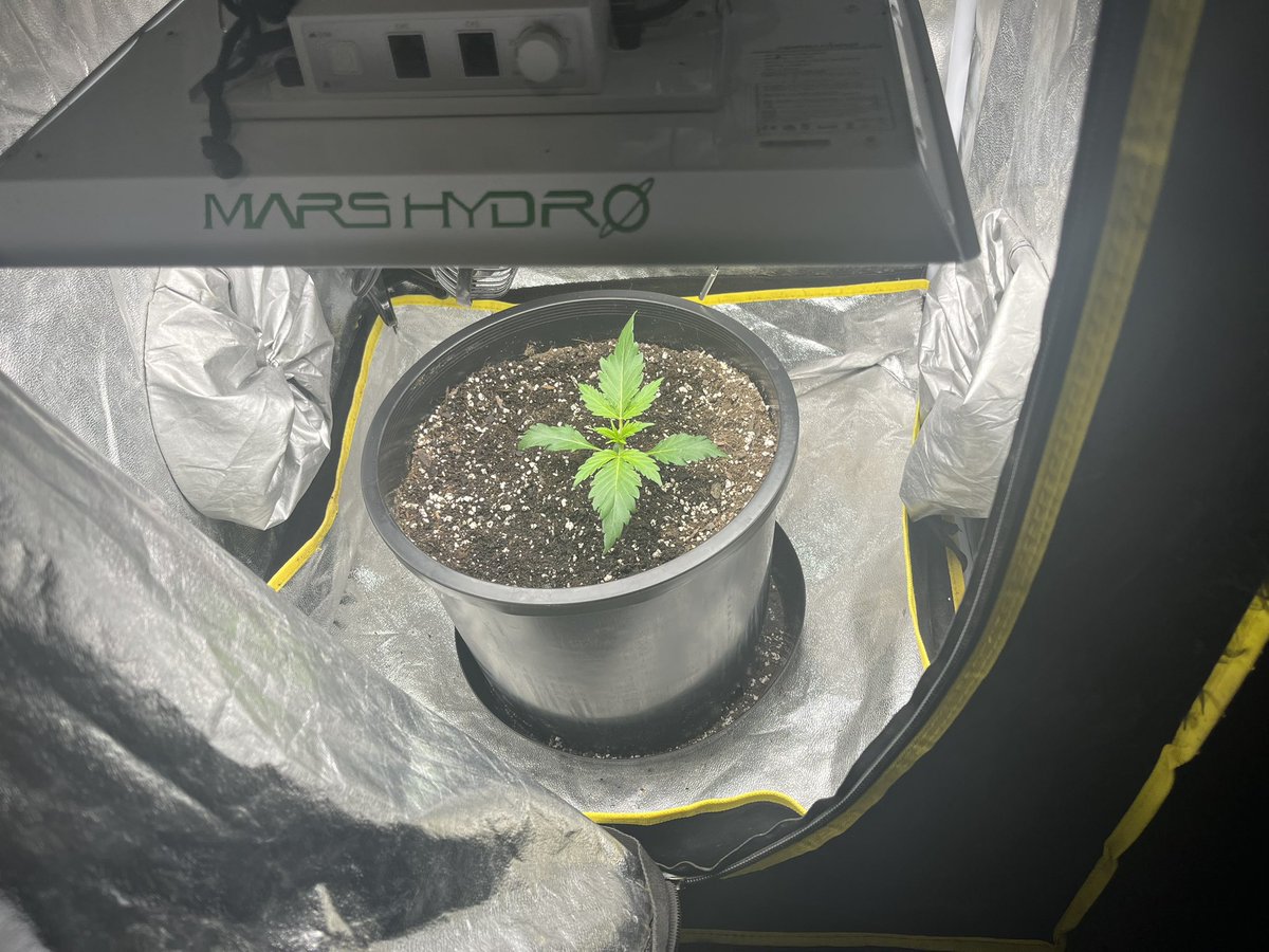 I have a new @MarsHydroLight on the way. Pretty excited to get into bar style LEDs have only used panels even in my larger tent. 
#cannabiscultivation 
#cannabisforhealth