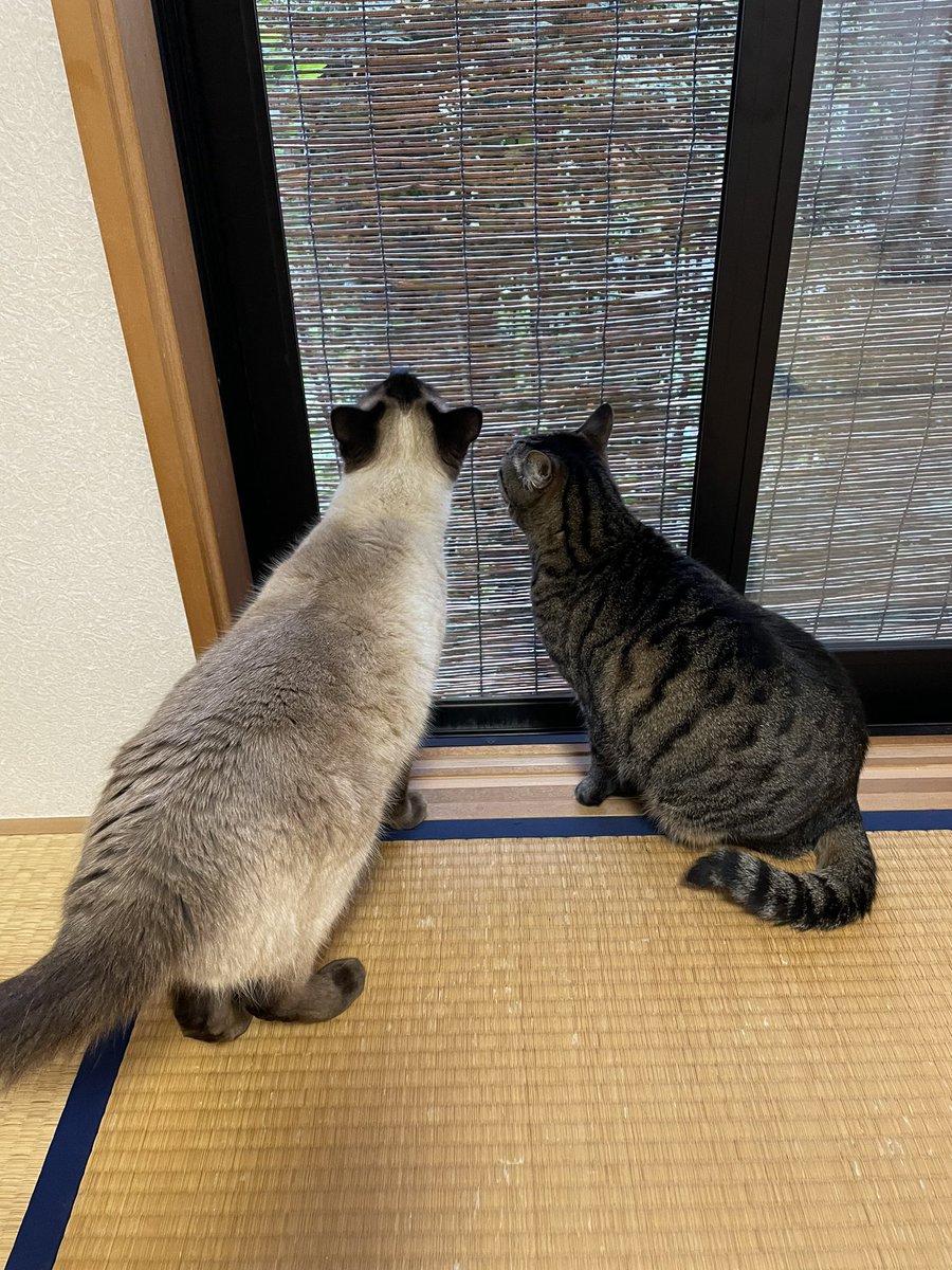 (❁´◡`❁)*✲ﾟ*おはようございます♪ パトロール隊出動😸🐾 冷んやりな朝…雨です☔