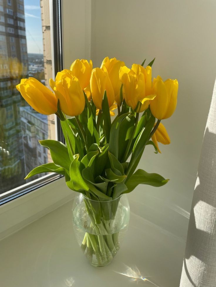 yellow tulips