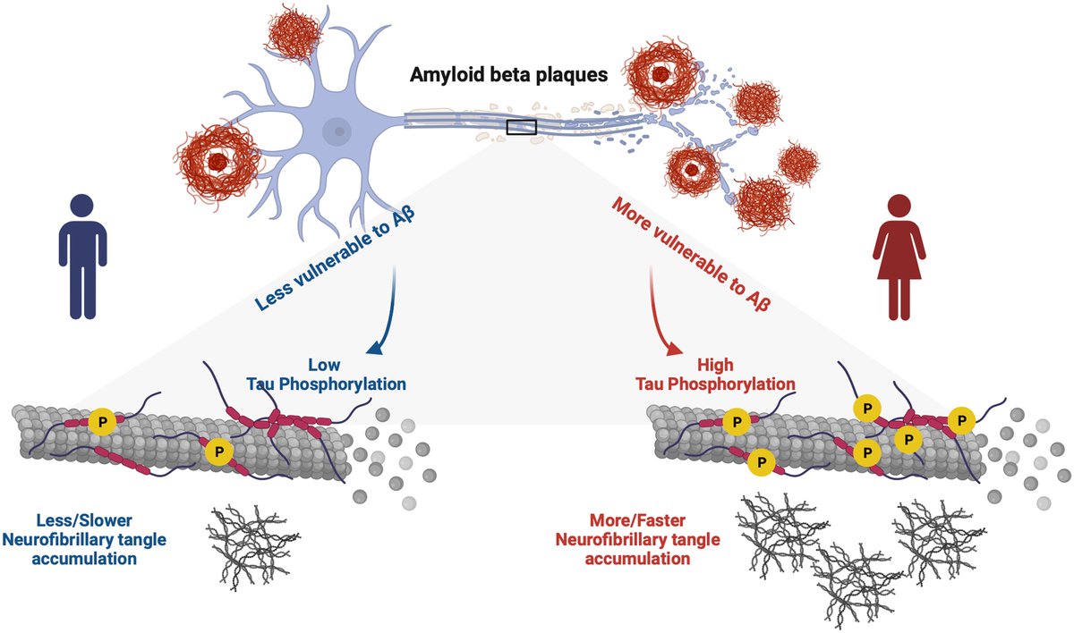 Why do female patients with AD have more pronounced tau pathology compared to males? Wang et al. provide evidence that amyloid modulates tau phosphorylation in a sex-specific manner, contributing to faster neurofibrillary tau accumulation in females. tinyurl.com/5n7jfpf8