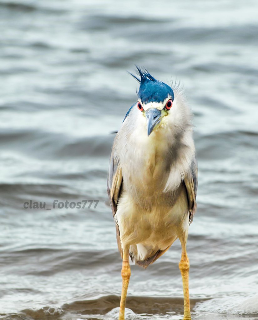 Me quiere intimidar creo. Garza Bruja (Nycticorax nycticorax)