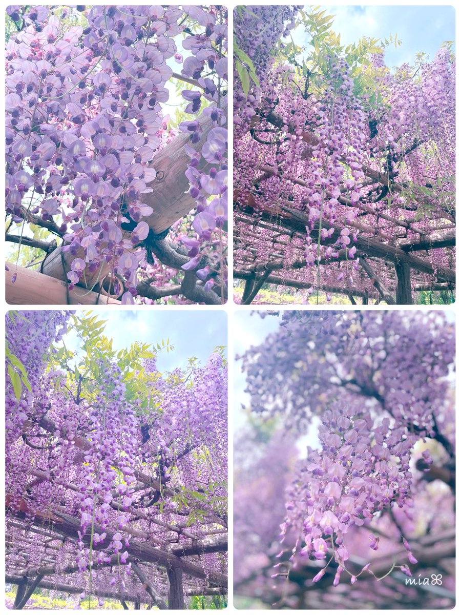 藤の花❁.*·̩͙

     𖦞 花紅柳緑 𖦞
 𓂃春の美しい景色𓂃

   おはようございます🌿.∘