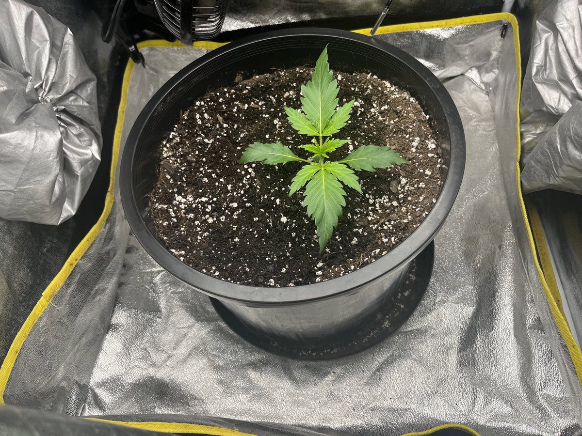 @Speedrunseeds Acid Snow a little twist here and there I think that is from low temps but she is starting to get moving. Week more and I will begin feeding and training to maximize this small space. #CannabisCommunity #cannabiscultivation