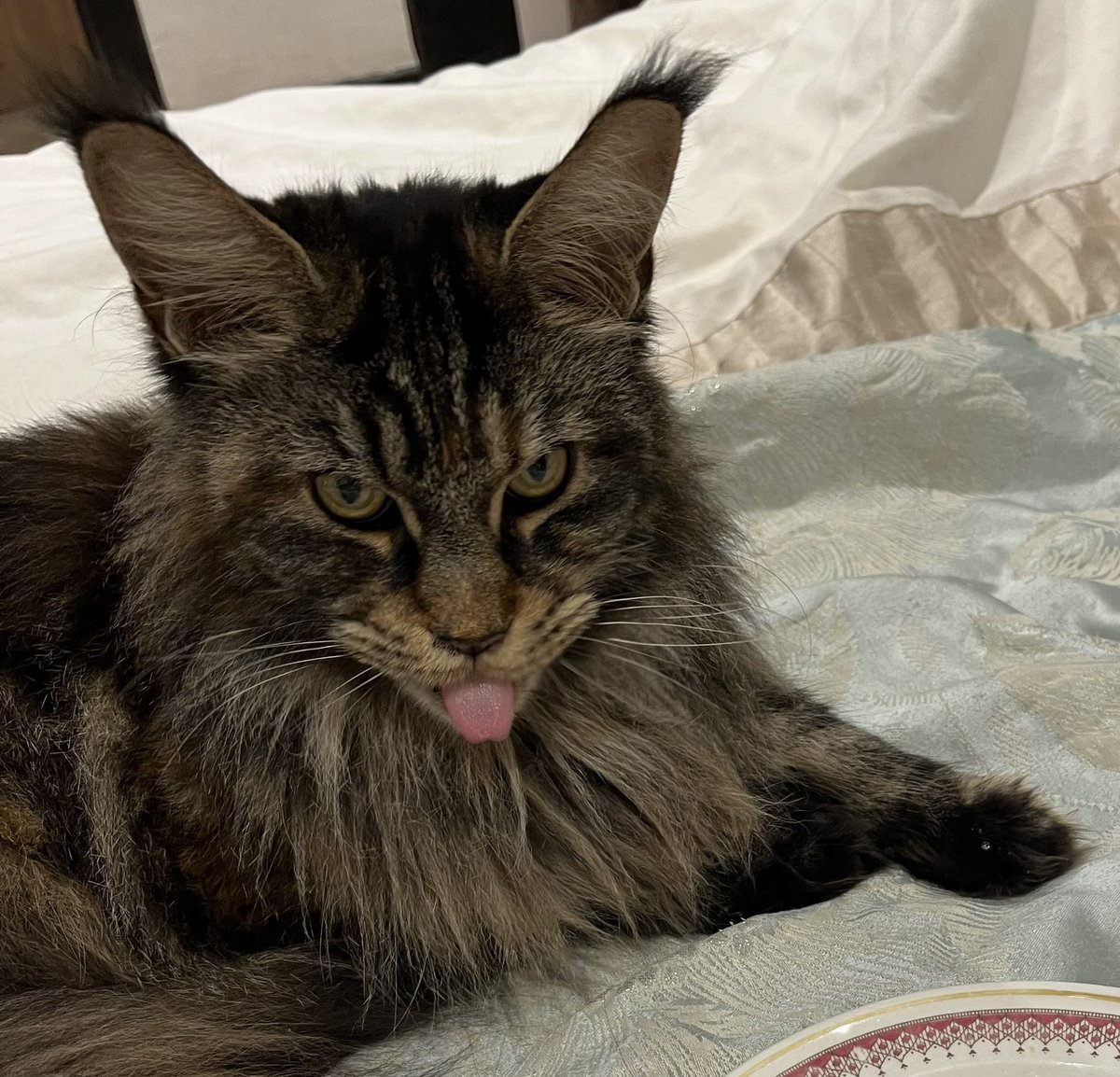 It’s #HaiTimTuesday and we’re thinking of @tkbgamer and @timzmom and sending purrs from Evie and I 😺 As it’s also #TongueOutTuesday, we chose this photo!