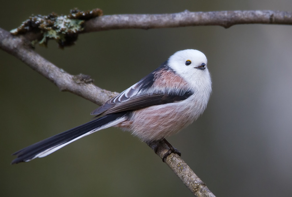 animaritos's tweet photo. Mito /Aegithalos caudatus/
Vive en hábitats arbolados y boscosos, parques, jardines y setos en tierras de cultivo de gran parte de la Península Ibérica
Sus distintas especies se distribuyen por toda la Eurasia paleártica
🟢LC
#animarito42 #ave #paseriforme #vertebrado https://t.co/Cv8X4nM1dn