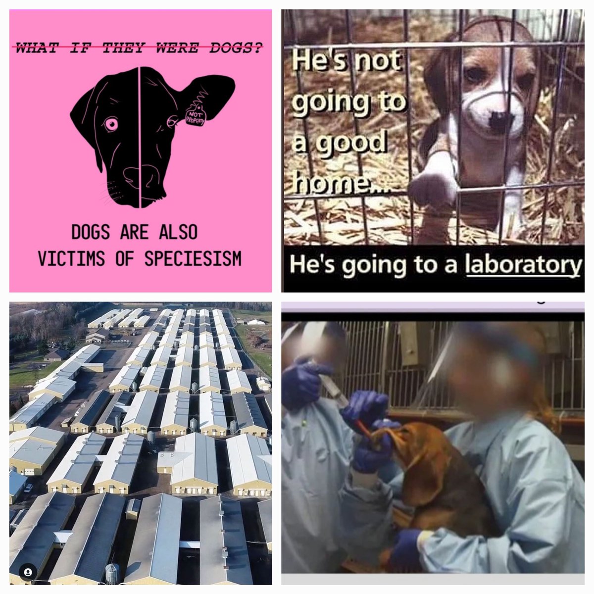 @Patrici04278024 @ChiweenieT14381 #Antispeciesism means trying to avoid and remedy all the different ways animals are discriminated against. Discrimination includes helping some animals and neglecting others. The largest group of neglected beings are animals in laboratories.