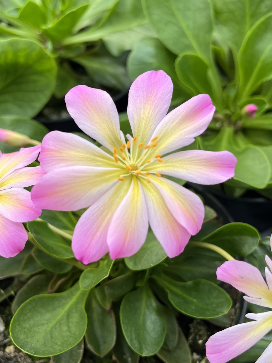 ashnurs's tweet photo. Luscious lewisias… come and visit our @Plantheritage National collection this Saturday (27th April 2024) between 10am-2pm.
Open greenhouse!
https://t.co/mq5AGMMne5
#plantheritage #plantcollections #alpines #lewisias #plantsofinstagram #springflowers #nccpg https://t.co/ygL0q1erWt