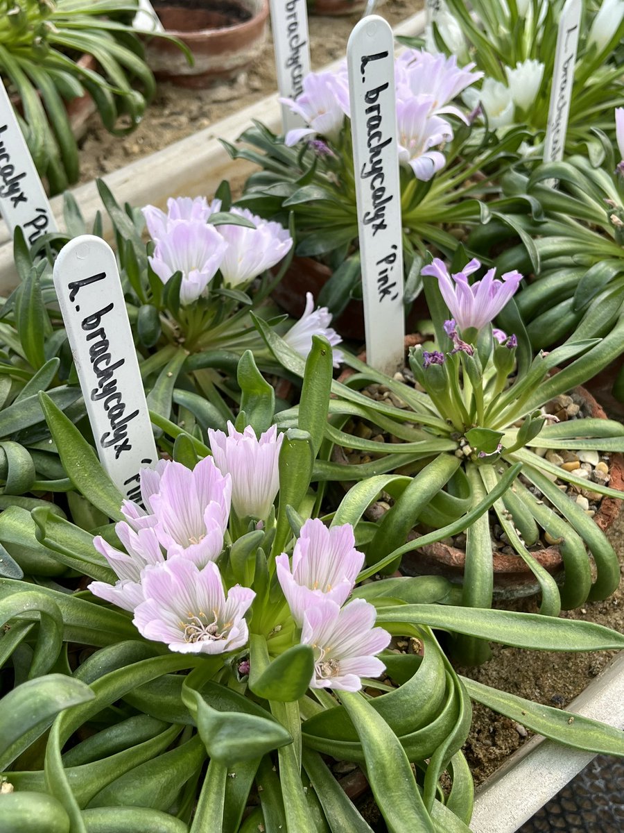 ashnurs's tweet photo. Luscious lewisias… come and visit our @Plantheritage National collection this Saturday (27th April 2024) between 10am-2pm.
Open greenhouse!
https://t.co/mq5AGMMne5
#plantheritage #plantcollections #alpines #lewisias #plantsofinstagram #springflowers #nccpg https://t.co/ygL0q1erWt