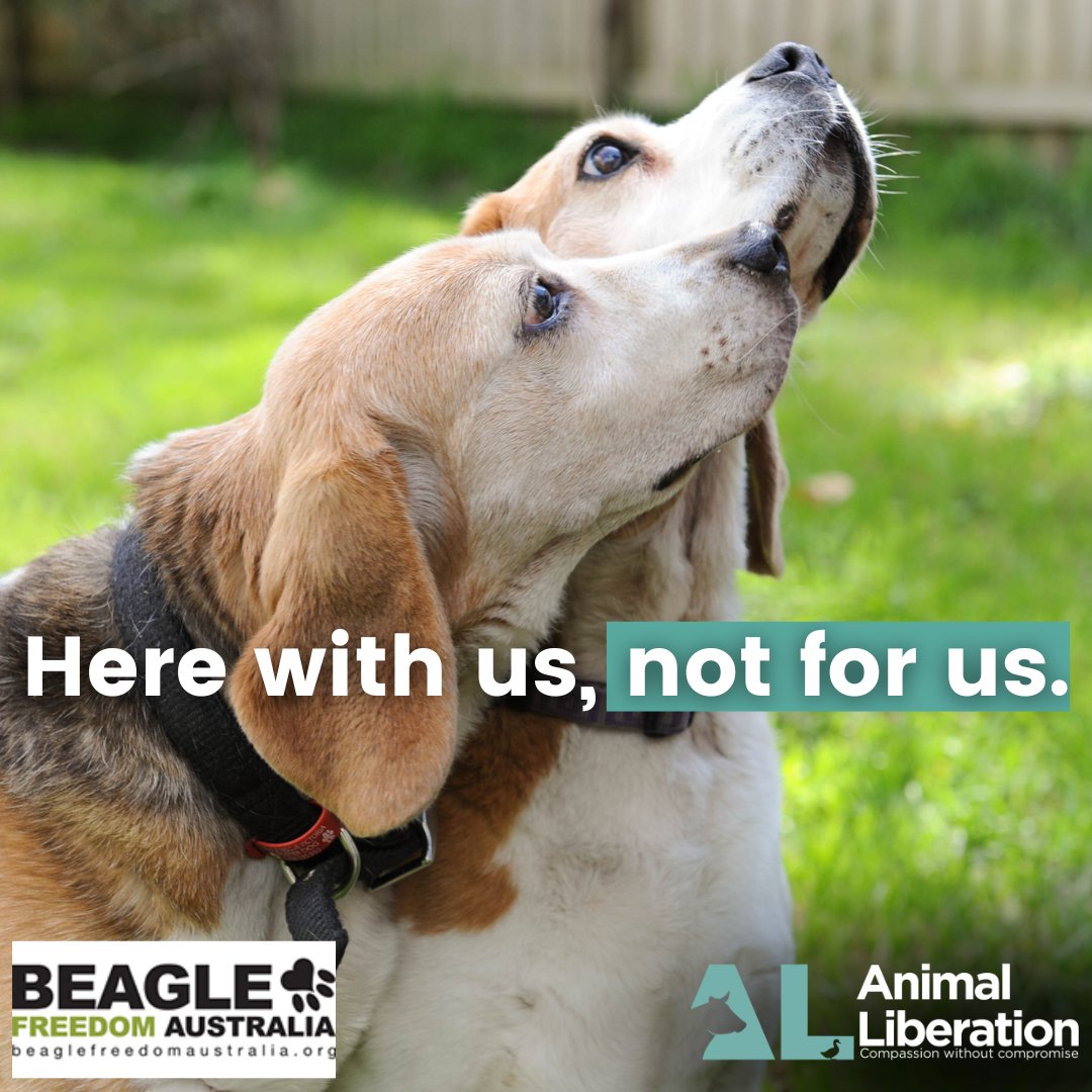 Today is the World Day for Animals in Laboratories. We are thinking of the millions of animals used, tormented, harmed against their will and the many killed in testing and research facilities.