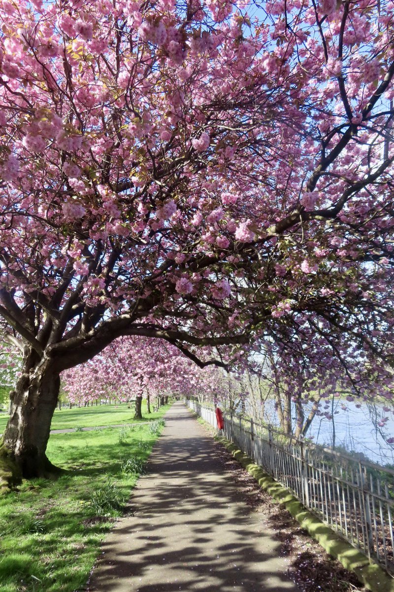 Blossoms #Stirling @NatureScot @Team4Nature @StirlingHoliday @VisitScotland @OTVStirling @LGSpace @ScotlandsHisto1 #TwitterNatureCommunity #NaturePhotograhpy