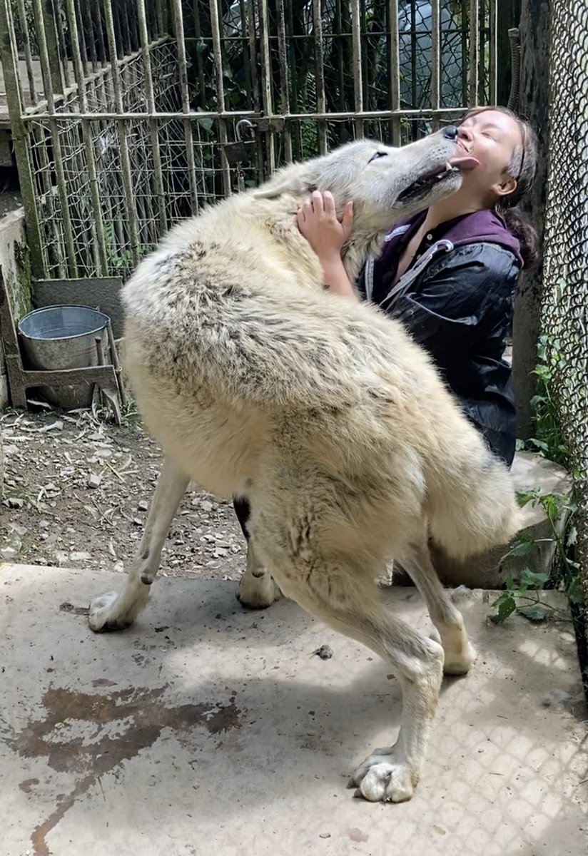 Not a monster, or a pet. Just a big goon. The best wolf is a protected wild one but the sanctuary where I volunteer takes in domestic wolves who need a peaceful home with HUGE wild enclosures. Bosch is a very sensitive lad who is afraid of men but I am lucky to get close to him