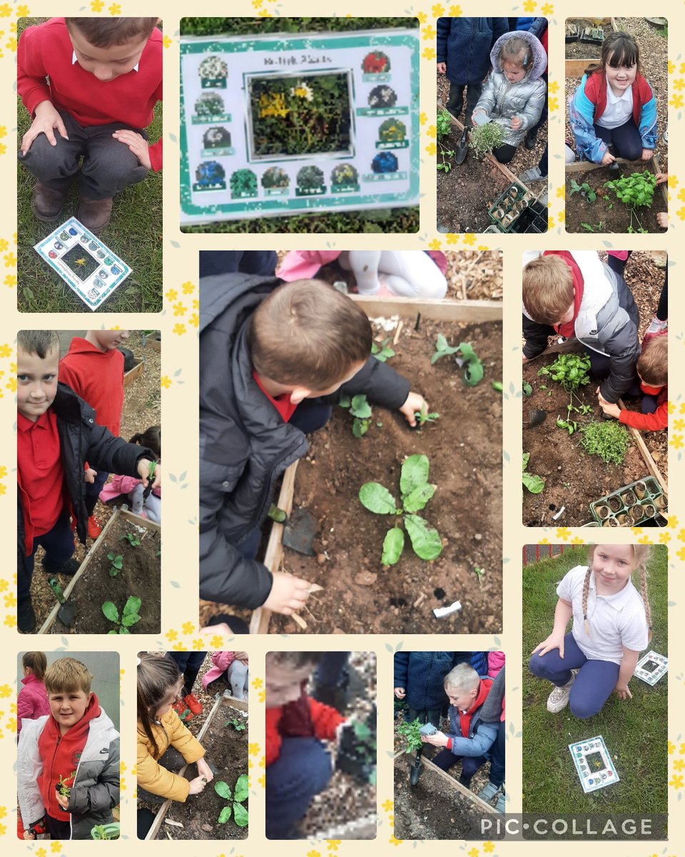 Dosbarth Caerphilly have been learning all about wildflowers using our viewfinders and planting some vegetables in the polytunnel! #WalesOutdoorLearningWeek @_OLW_ @EcoSchoolsWales @YPTE @PagesAwards