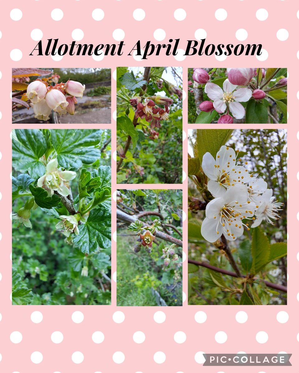 April Blossom onthe allotment #allotmentuk #allotmentgarden #allotmentlife