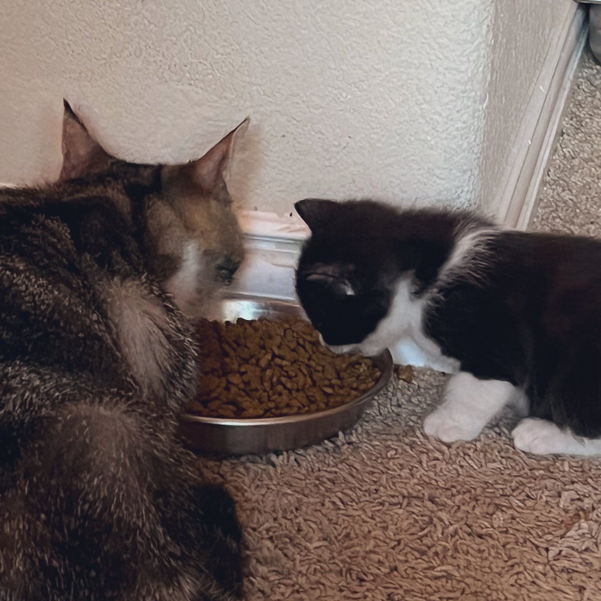 Ready to try big kitty food! #Kernel #Kittens #CatsOfTwitter