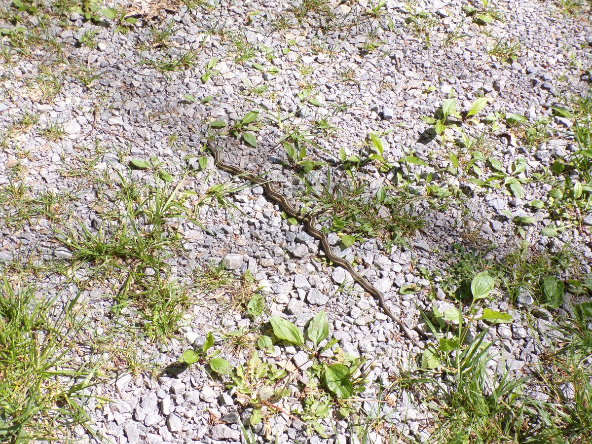 I found a snake at Hubble Park, but I don't know what kind it is. I think it might be a garter snake. What do you think?

#ifb #cats #CatsOfTwitter #CatsBy90 #catstar #kittens #photography #birds #birdsofinstagram #birdlovers #Iamhonoredtofollowyou #Followmeanddontregretit