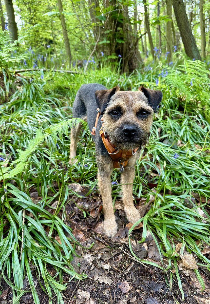 I’z had a new haircut & thought I’d show it off with a nice bit of tongue 😜 #tot #BTPosse #borderterrier #lookingsmooth