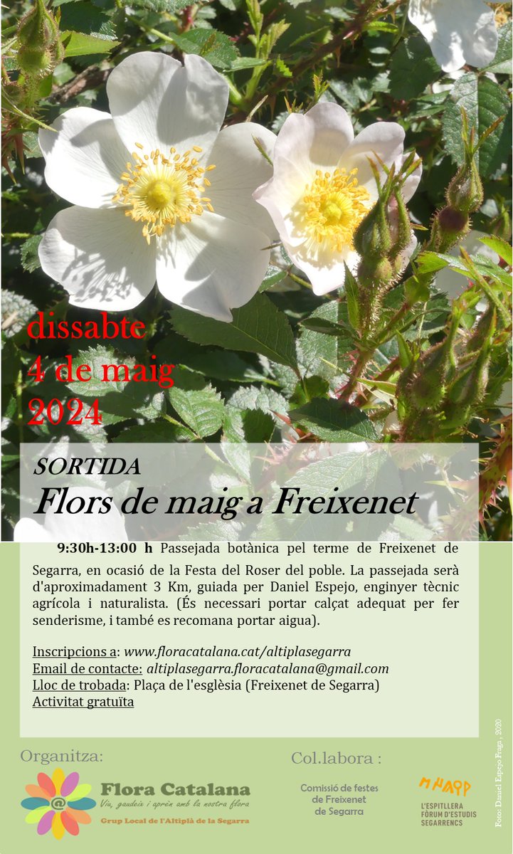 Dissabte 4 de maig 2024, Passejada botànica pel terme de Freixenet de Segarra, en ocasió de la Festa del Roser, del poble. Inscripcions a: floracatalana.cat/drupal843/asso… @FloraCatalana #laSegarra @Espitllera
