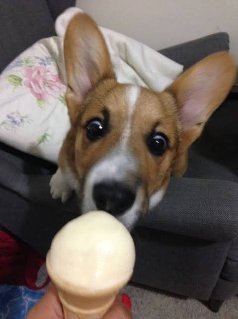 Corgi Army tweet media