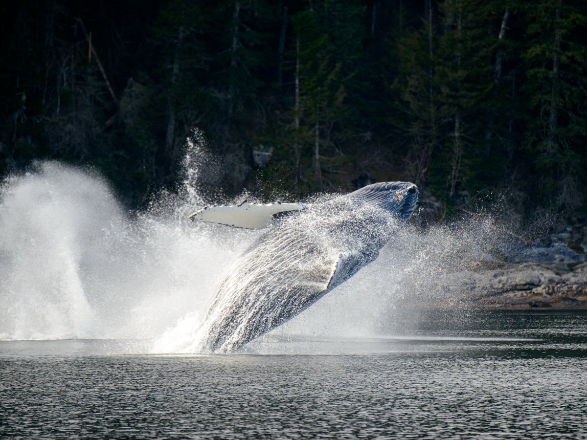 Witness the awe-inspiring spectacle of humpback whale bubble-netting in Alaska! 🐋 Multiple whales trap fish with bubbles before erupting to catch them. Encounter other diverse wildlife aboard our custom vessel with expert guides. wildlifeworldwide.com/group-tours/al… Images: Marie King