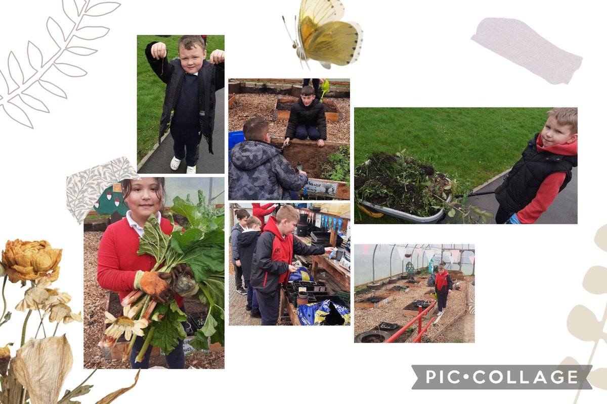 Cyd Academy- Gardening We harvested lots of rhubarb, added some worms to our composter, weeded the polytunnel and planted some more vegetables! #WalesOutdoorLearningWeek @EcoSchoolsWales @_OLW_ @YPTE