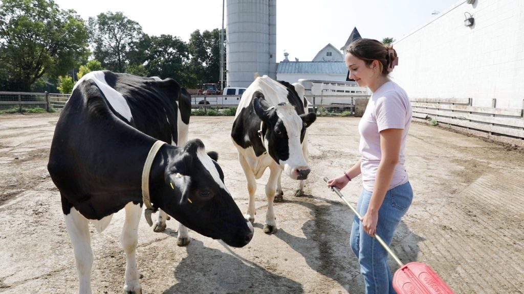 CALS has a new undergraduate major that's available to declare this fall: dairy and food animal management. Interested? Make sure to talk to your advisor as you prepare for the upcoming fall semester! Learn more at cals.wisc.edu/academics/unde… @Animal_DairySci