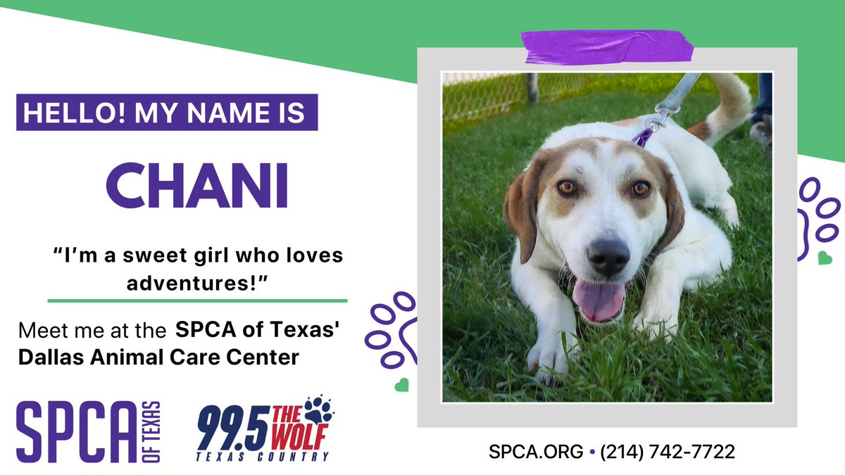 Chani is a sweet girl looking for a friend who can take her on adventures! She was exploring solo when she found her way to the SPCA, but now she’s ready for a buddy to tag along! She cannot wait to meet you at the @spcaoftexas!