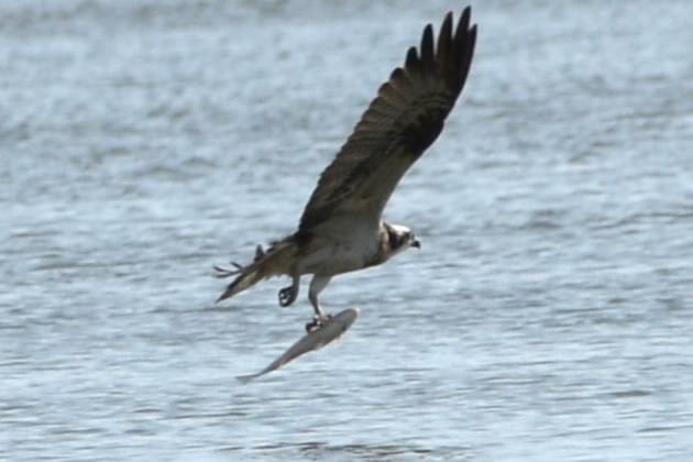 Don’t know whether you remember my piece about the osprey at Lopwell dam, <a href="/Tim_Hannigan/">Tim Hannigan</a> , but they’re back! (Not my pic)