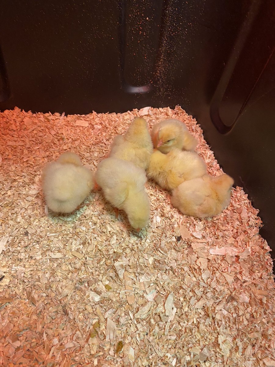 Today was a VERY exciting day in first grade!!! Our chicks began hatching overnight, and by the end of the day we had 11 chicks chirping away!! 🐣🐥 We can’t wait to see who else hatched tomorrow! #fabulousfirsties #fromeggtochick #oneveryeggcitingday @VV_Voyagers @TamiNHacker