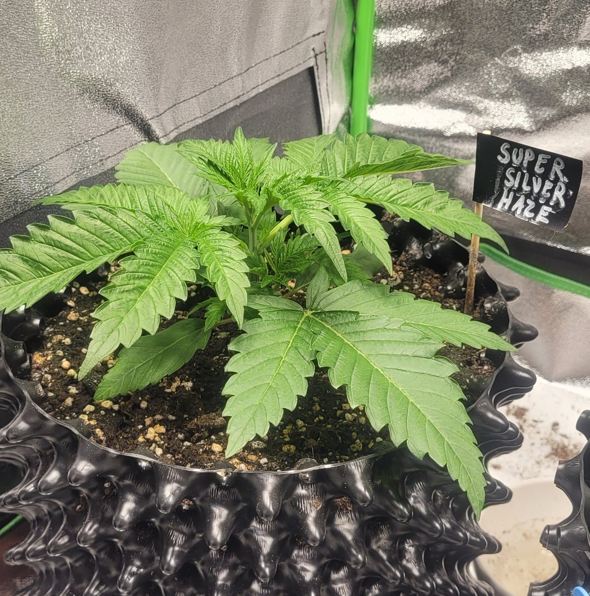 Tag 20 💚
#Weedmob #supersilverhaze #growing #weed #biotabs