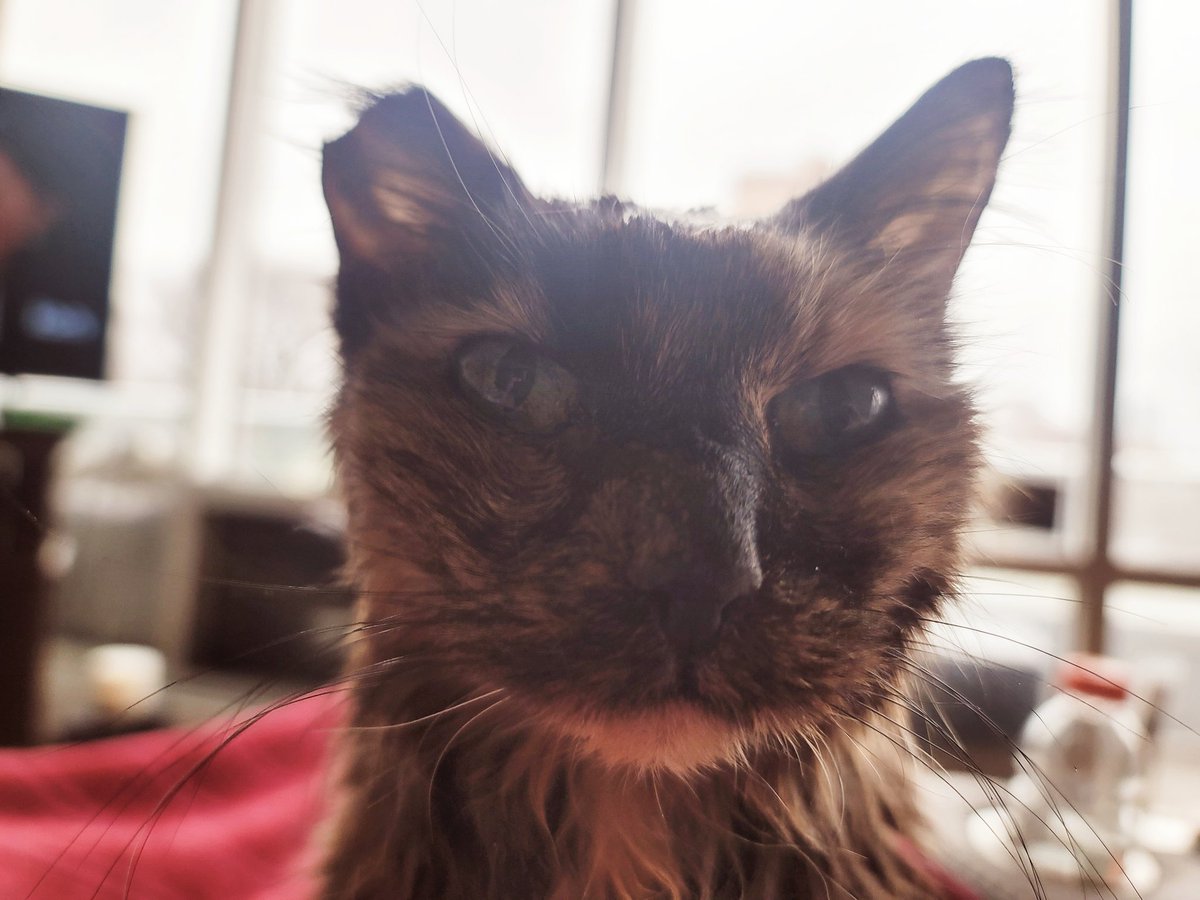 Hey everyone! I'm hanging in there.  My veterinarian gave me a good report after my visit this morning. Minus the silly seizure a few days ago, 21 feels nice. Have a great night! 
#superseniorcatsclub #cats #CatsAreFamily