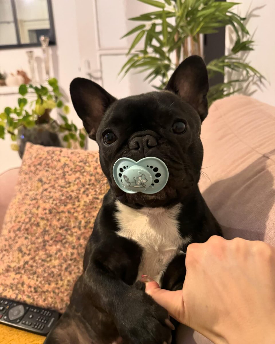 Funny Dogs❤️
French bulldogs  💜 😂 
🤗 ❤️❤️🤔 😂  ❤️❤️💞🥰
#frenchiepost #frenchielover #frenchbulldog #frenchielover #dadd  #mom #frenchietwitter

💽 Posted by: Unknow😢 Please DM for credit or removal. Thank you!