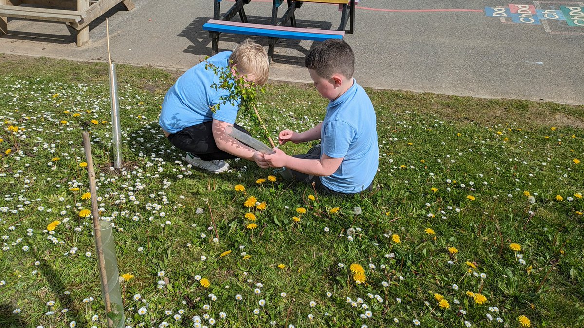 Bl5/6 helped to plant some #trees to increase #biodiversity in our school grounds @adamynyrardd @WoodlandTrust @CoedCadw #SVCPOutdoors #WalesOutdoorLearningWeek