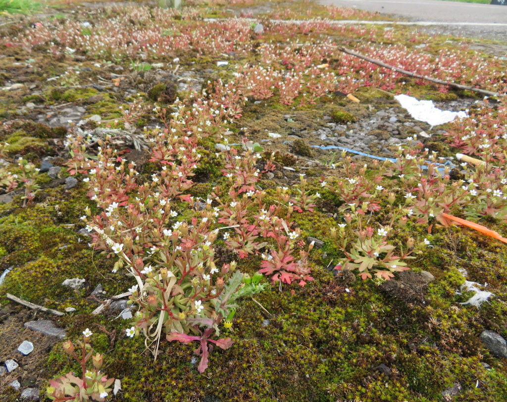 botanicalmartin tweet picture