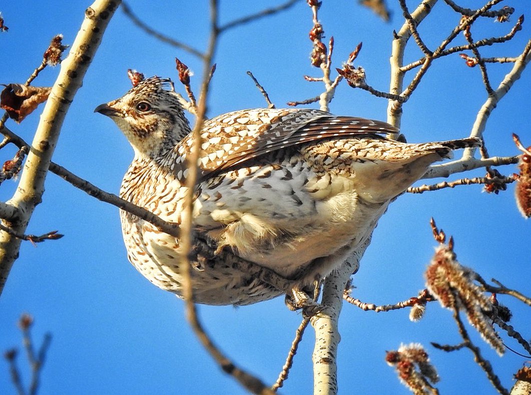 KevinHurrie's tweet photo. Chubby Chicken.
.
#chicken #prairiechicken #bird #wildlife #nature #outdoors #birdphotography #wildlifephotography #naturephotography #photo #photography #photograph #farm #country #nikon #nikonp900 #p900 #nikonphotography #manitoba #meleb #canada #cangeo #sharecangeo https://t.co/XaEHC6UvWn