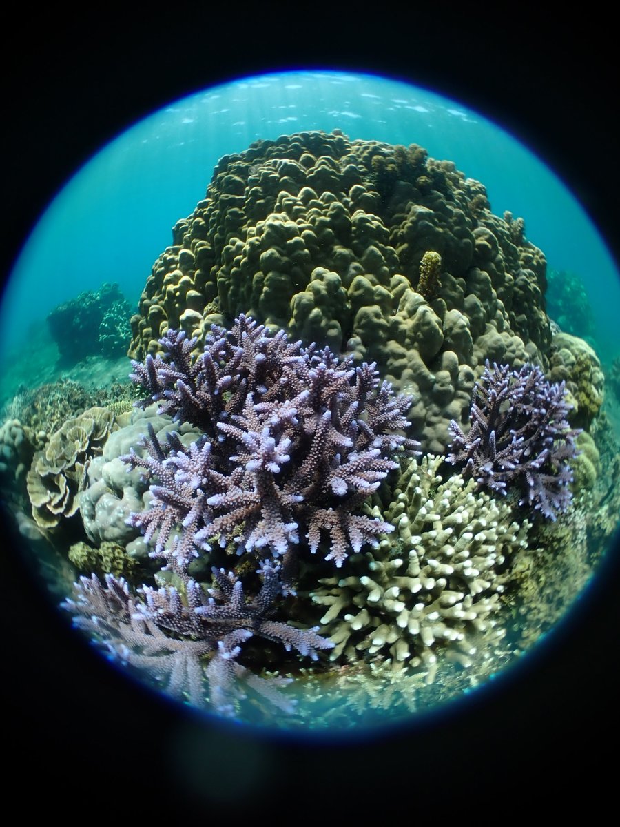 The corals in our corner of the Philippines are relatively resilient against #coralBleaching now and in recent years. How do local ocean conditions help them? Find the explanation in this video: 
youtube.com/watch?v=ftk5Jo…