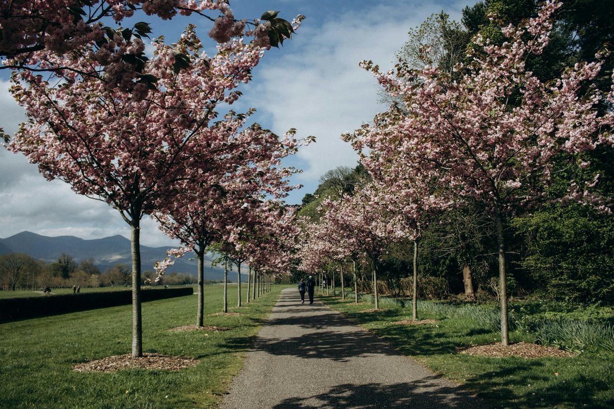 🌸 What do you find inspiring about cherry blossoms? 😊